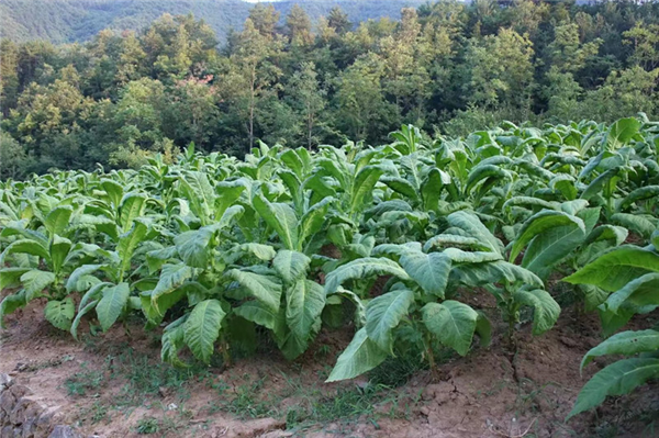 鎮(zhèn)安縣鐵廠鎮(zhèn):“凈環(huán)境、美院落、富口袋” 全力推進(jìn)秦嶺山水鄉(xiāng)村建設(shè)